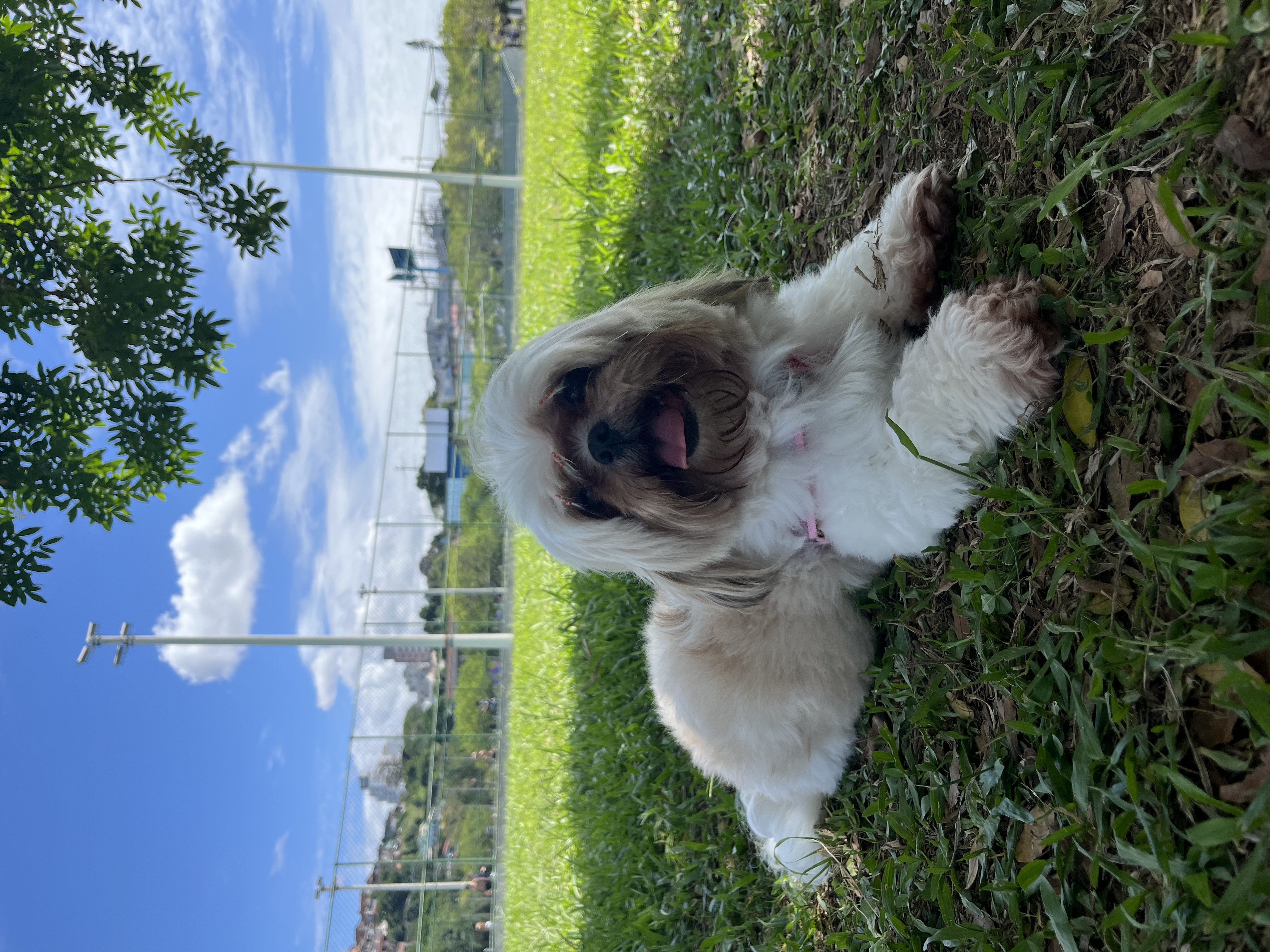 image-7