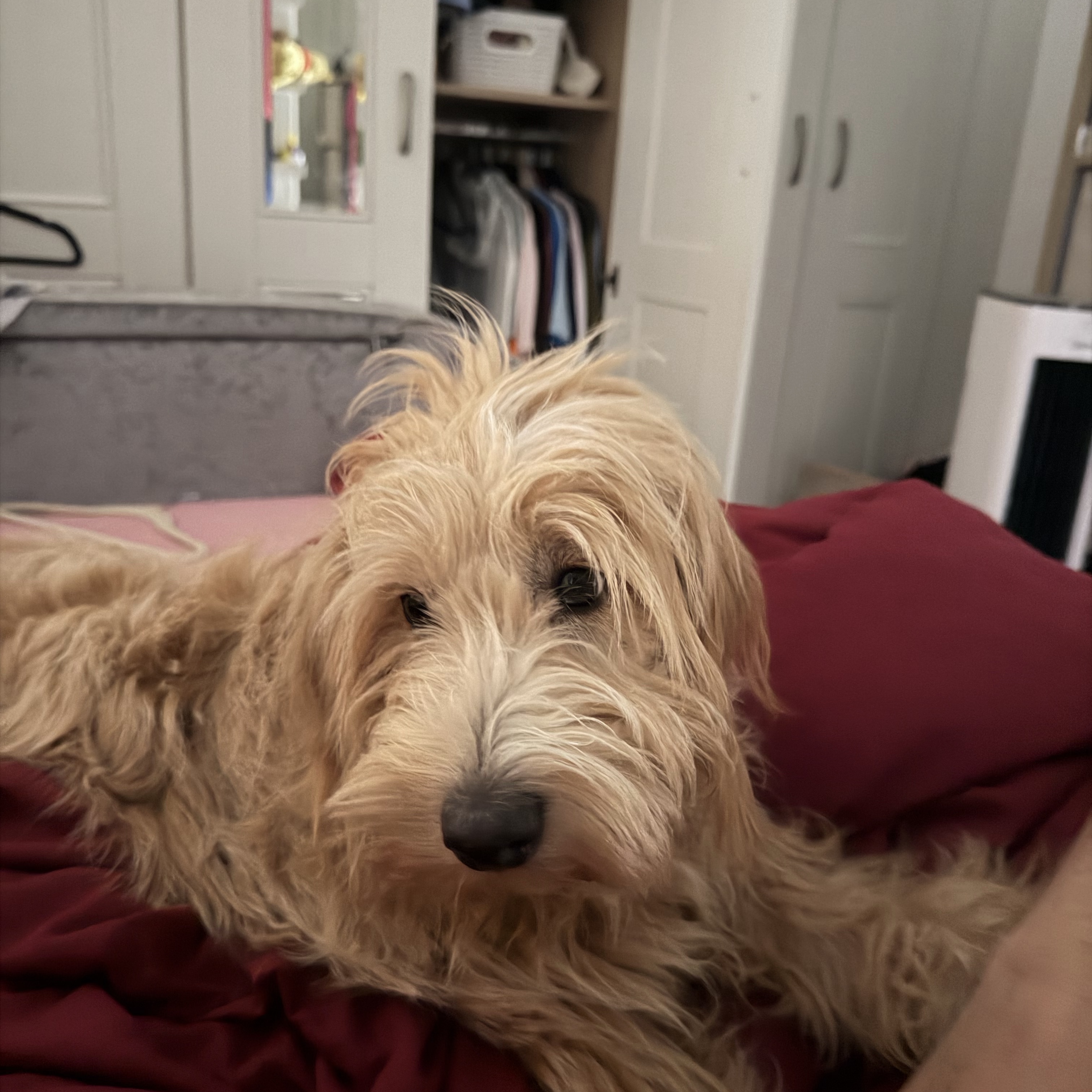 Bailey 