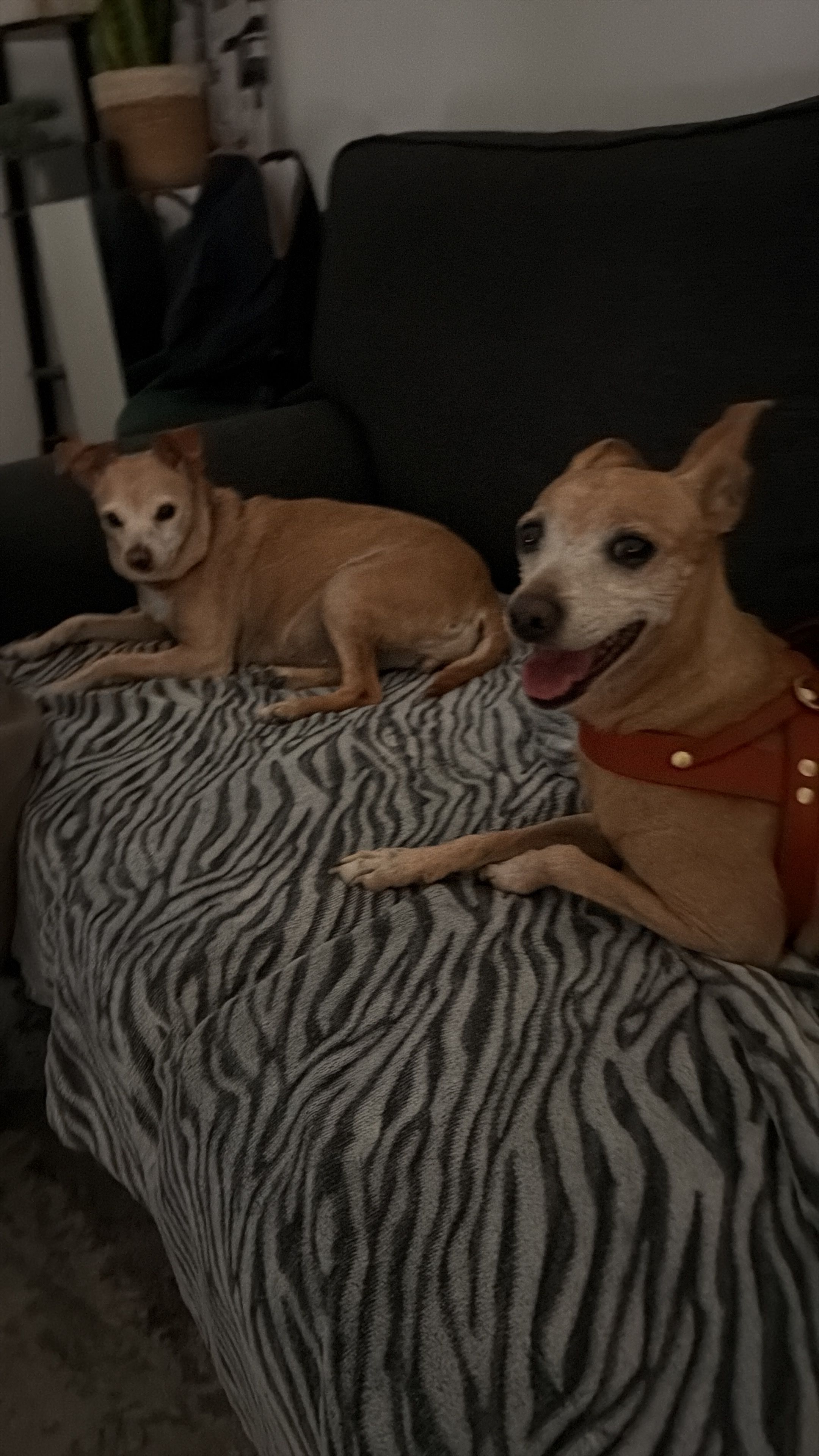 image-12