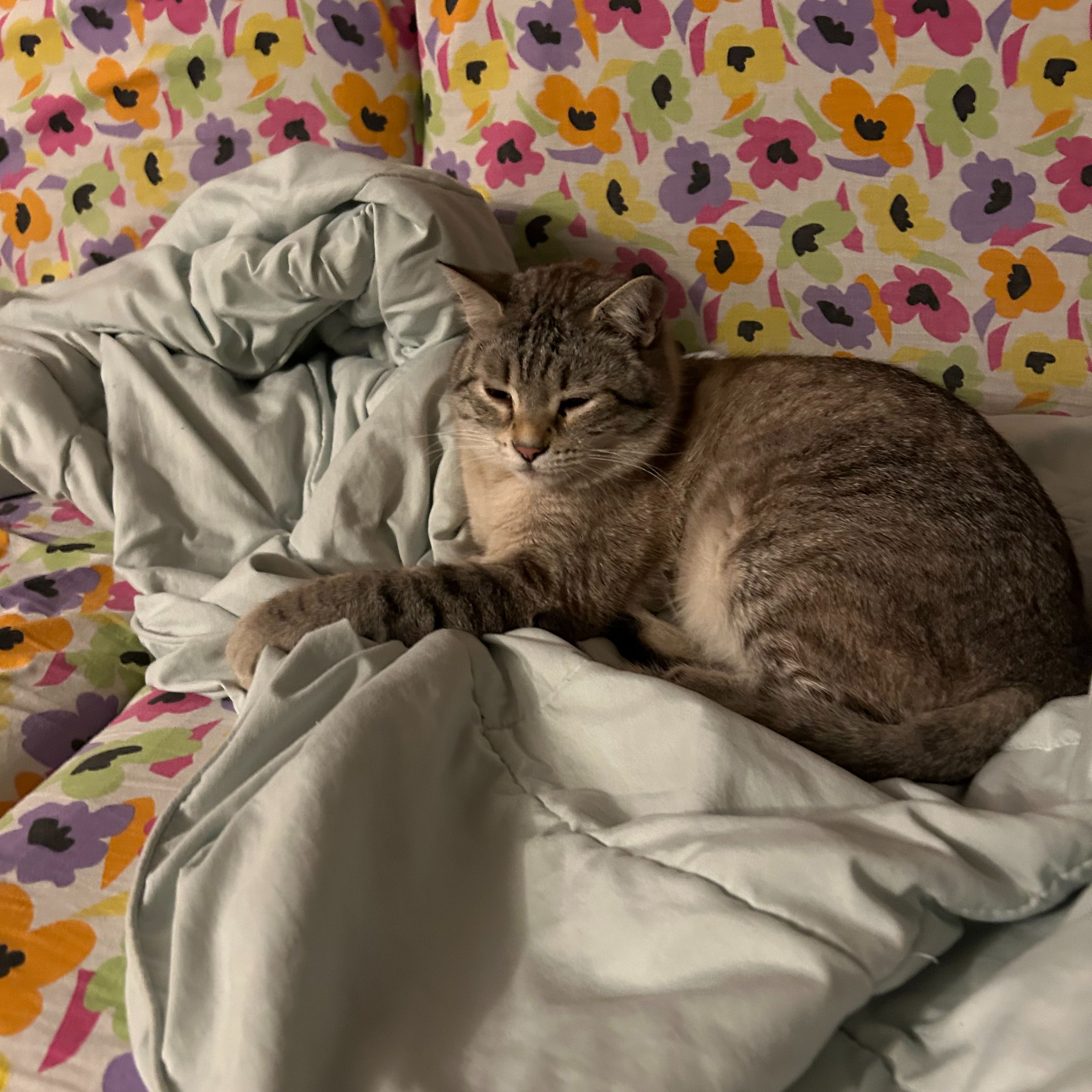 Ciccio