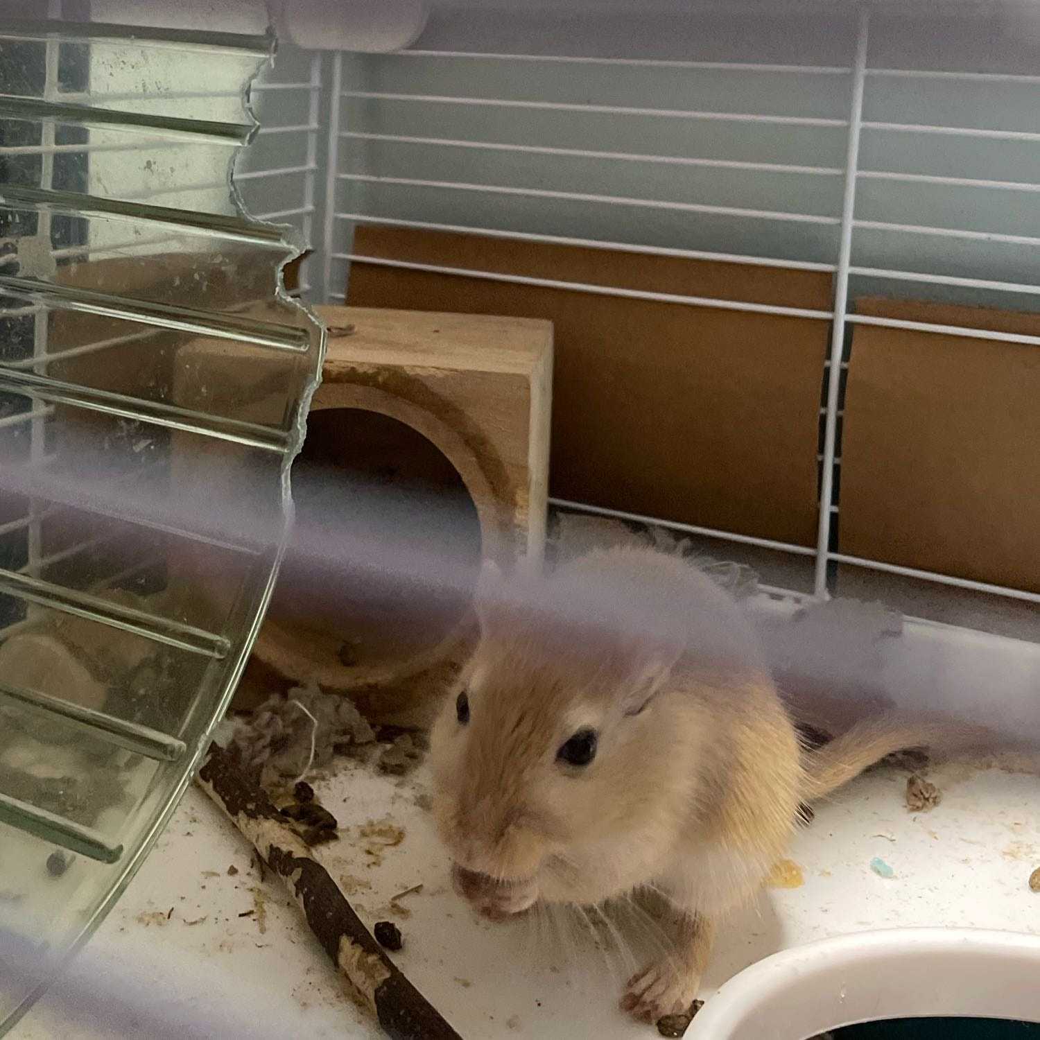 Peanut (Gerbil)