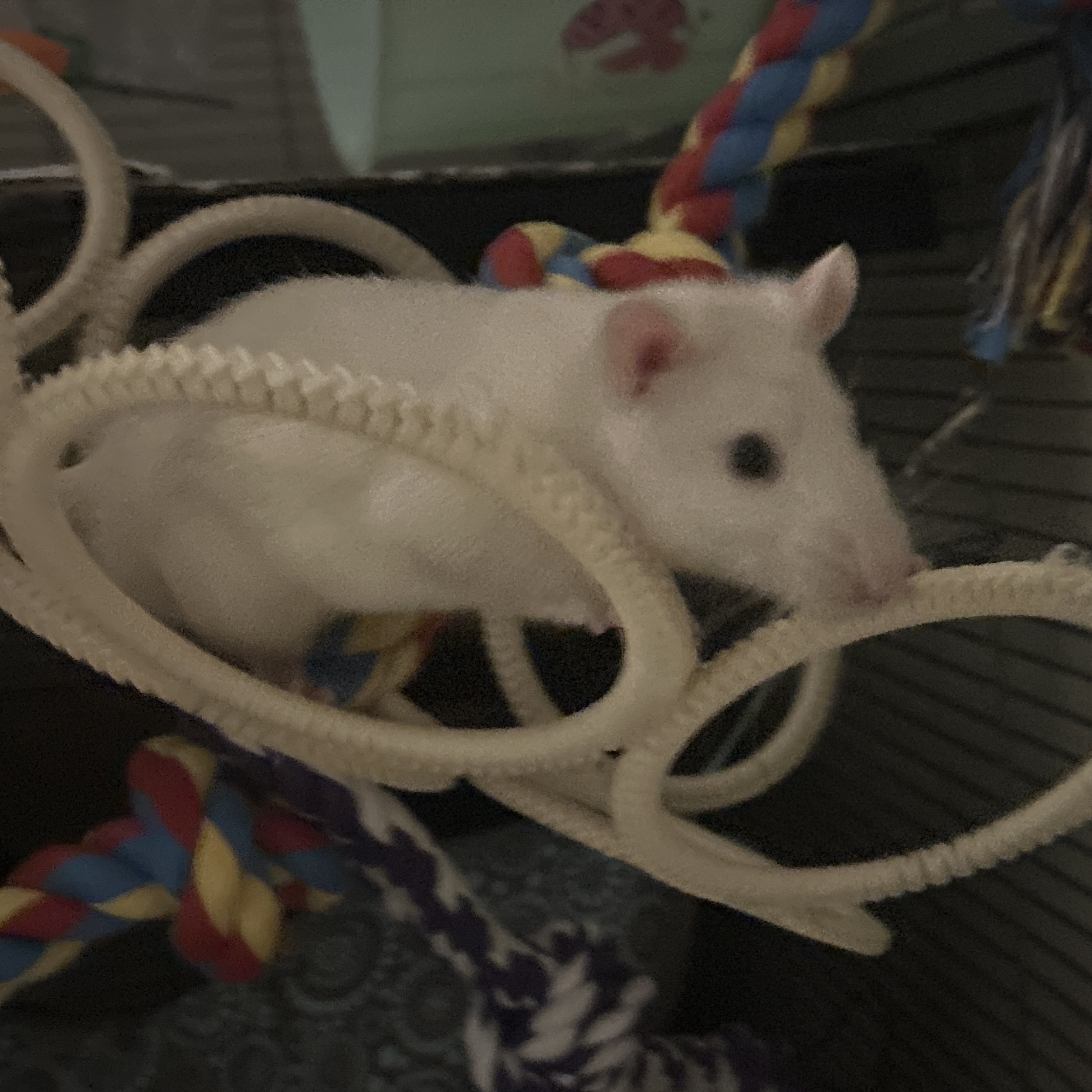 Ghost (Rat)