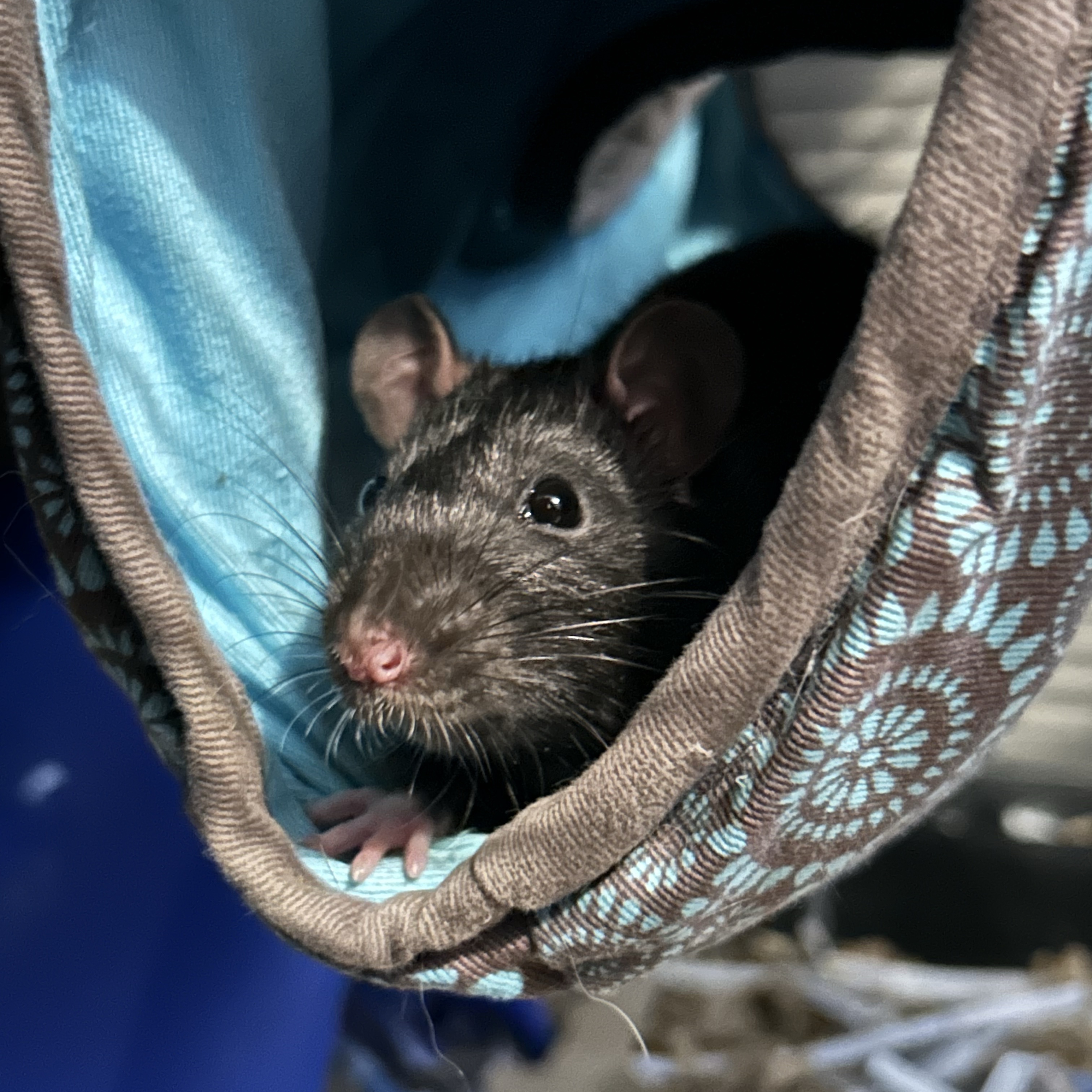 Roach (Rat)
