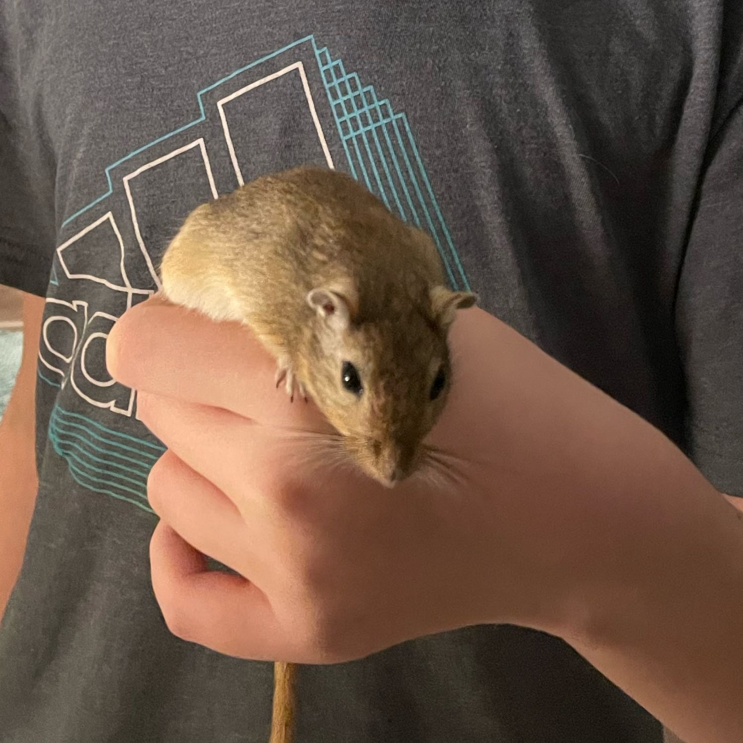 Drummer (Gerbil)