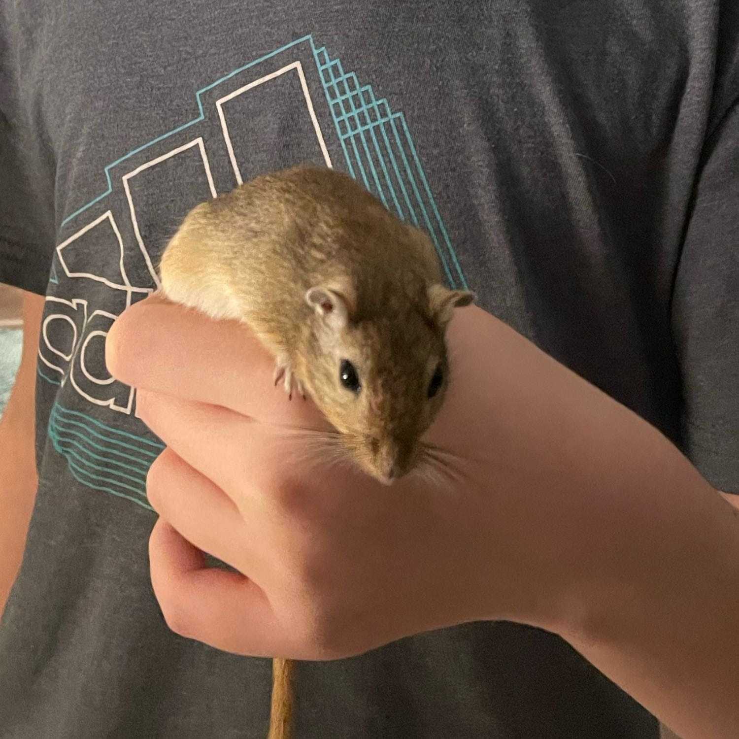 Drummer (Gerbil)