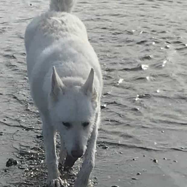 Raffles Raf for short