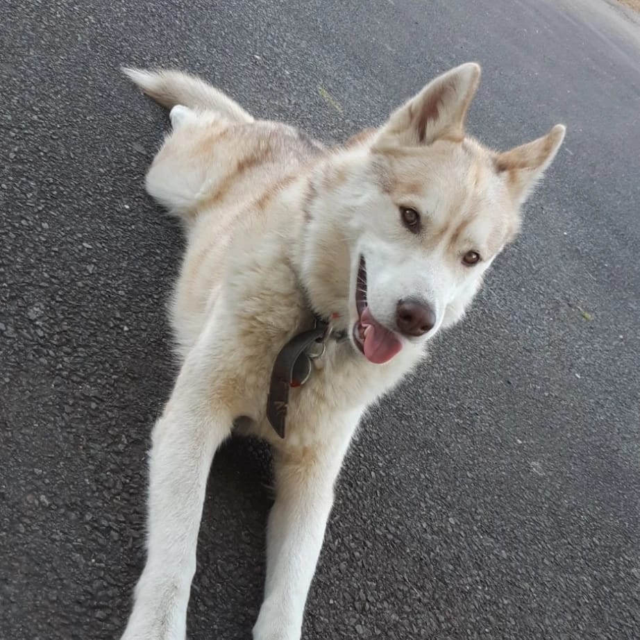 Léo