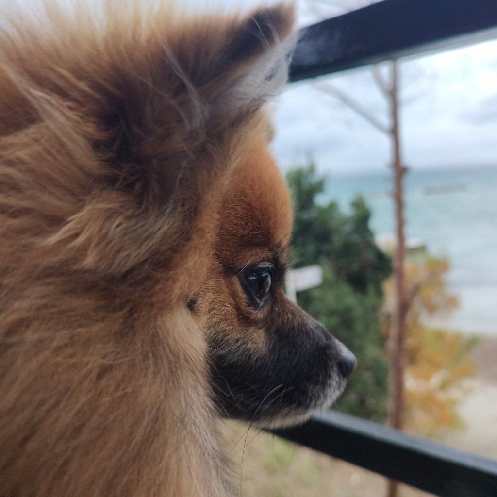 Bella
