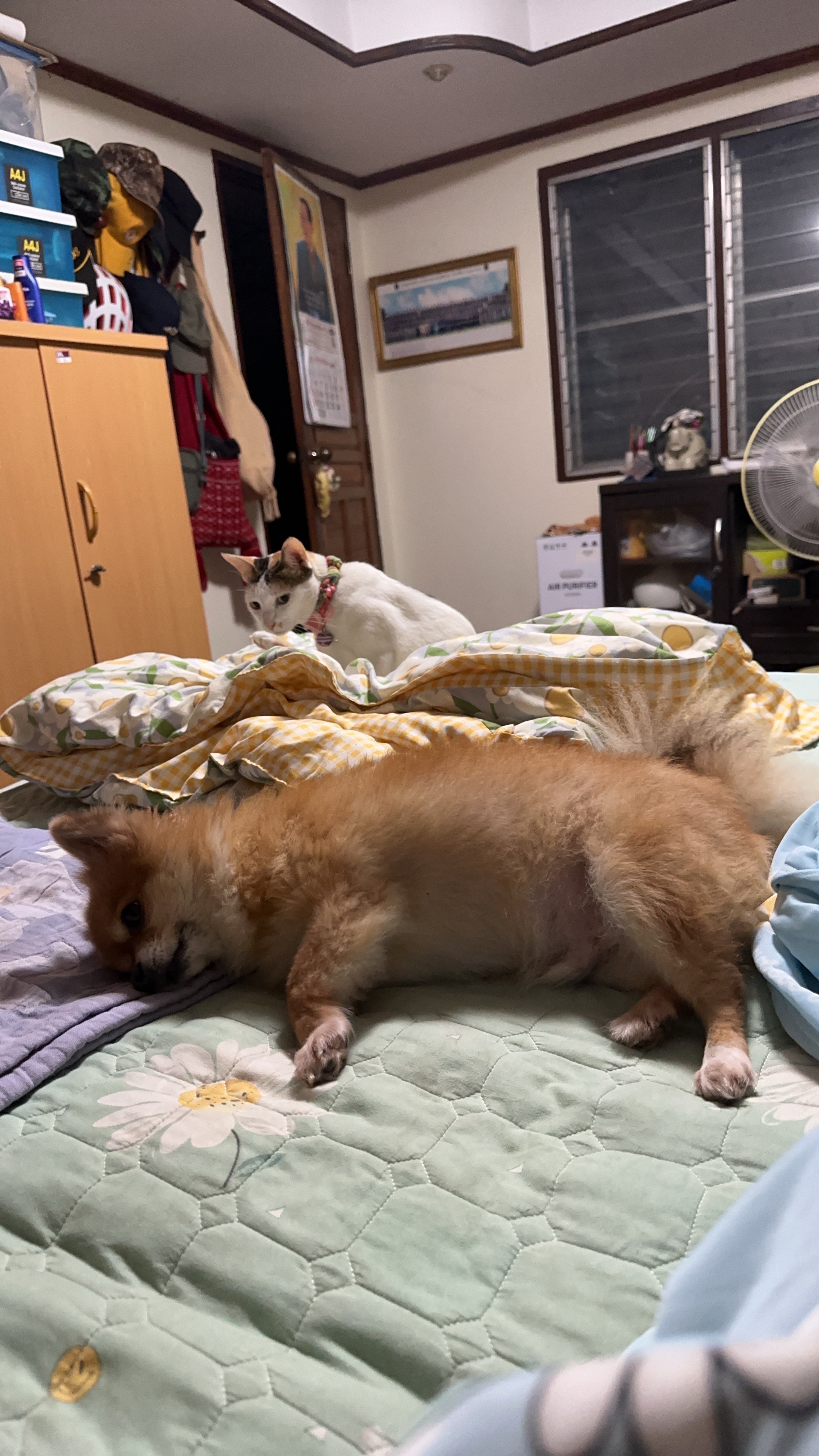 image-7