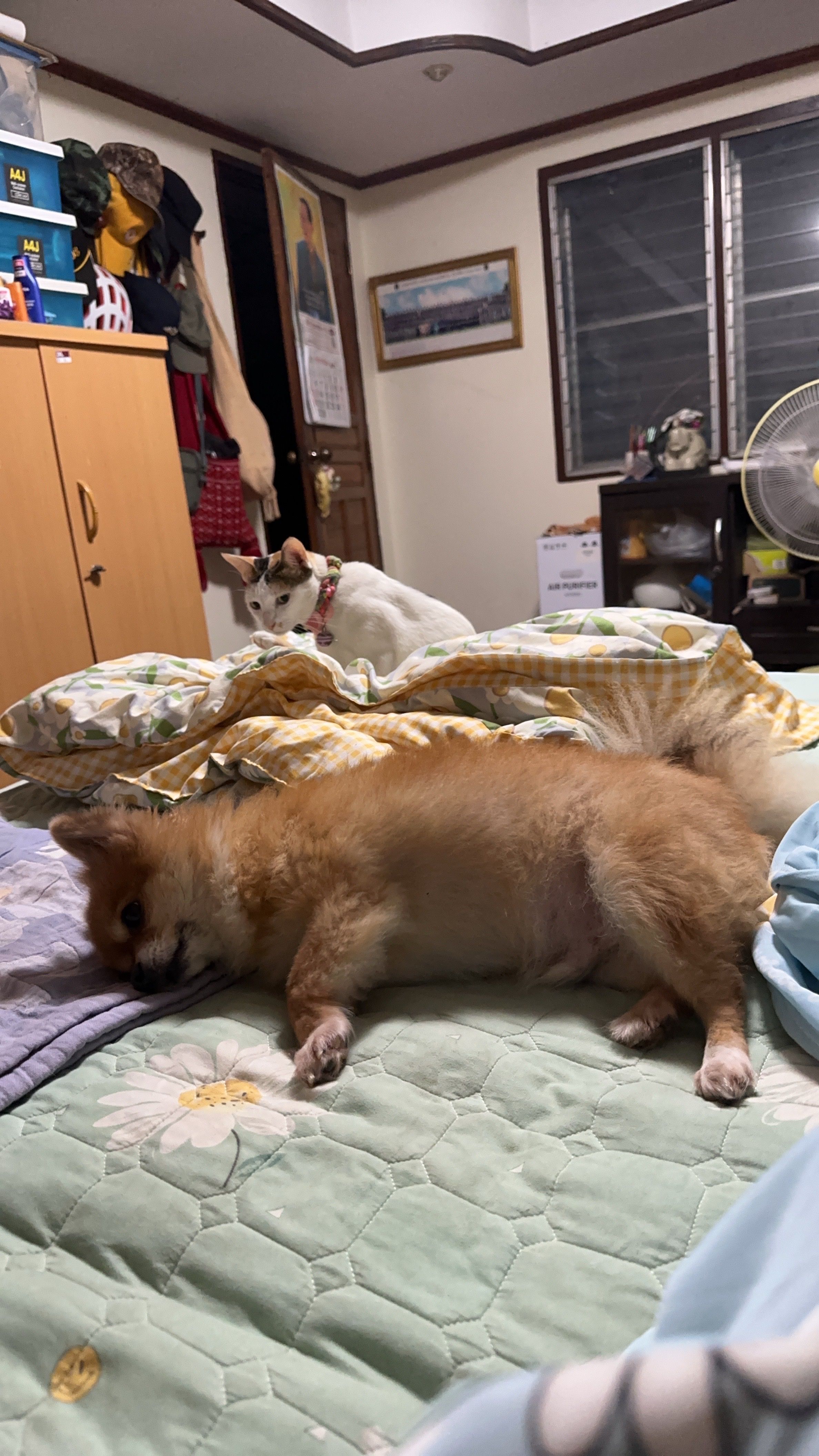 image-7