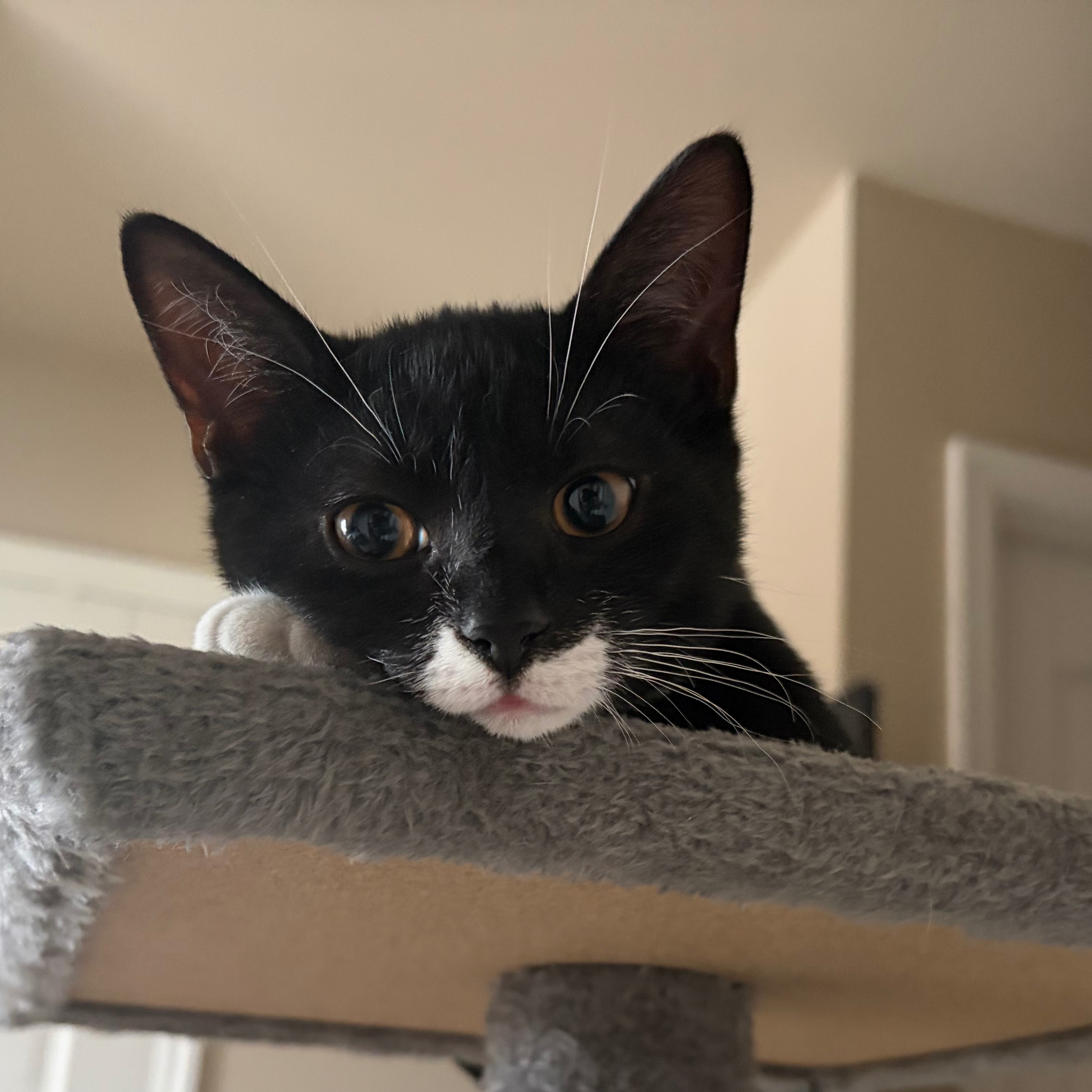 Tarzan