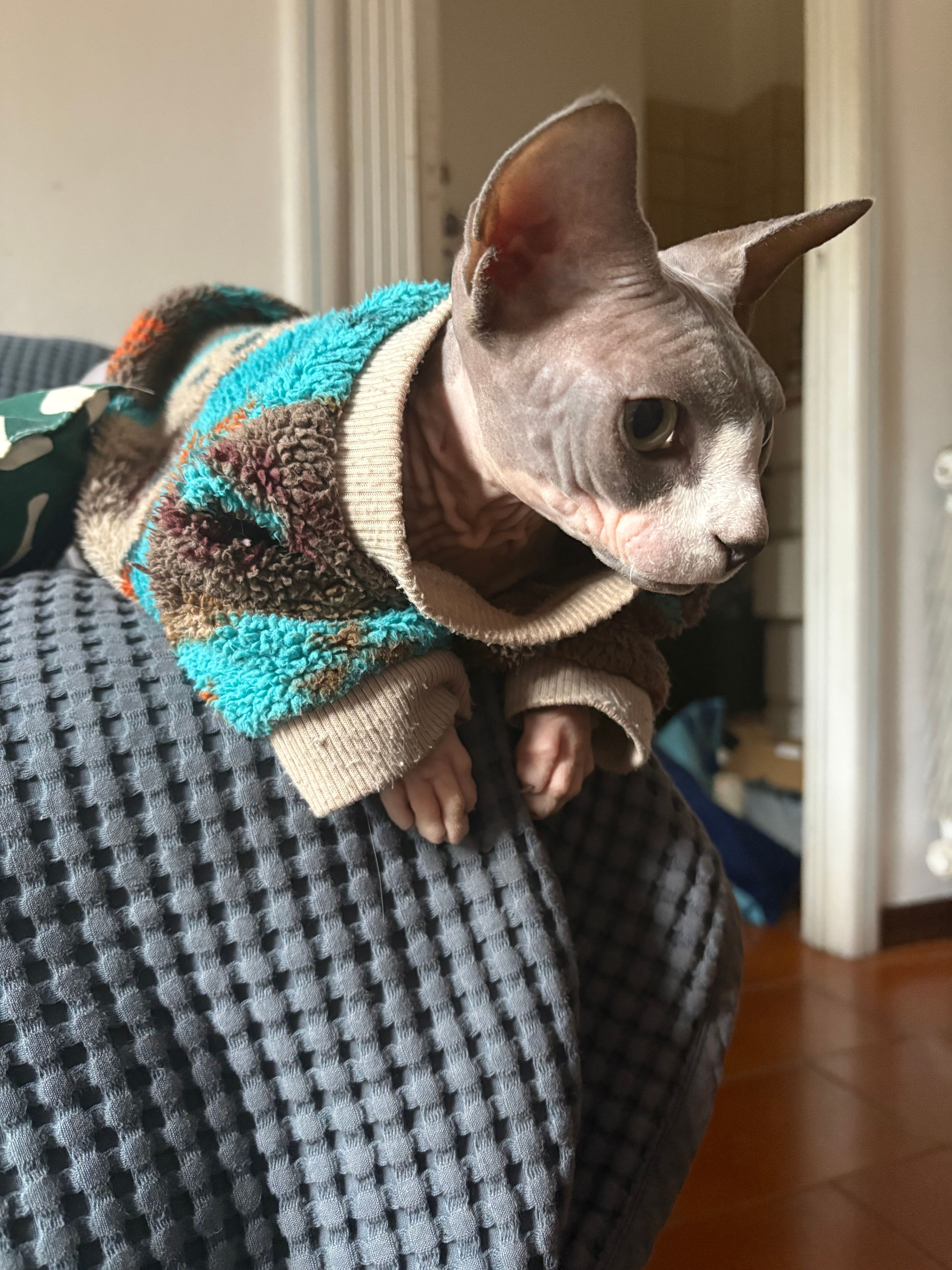 image-6