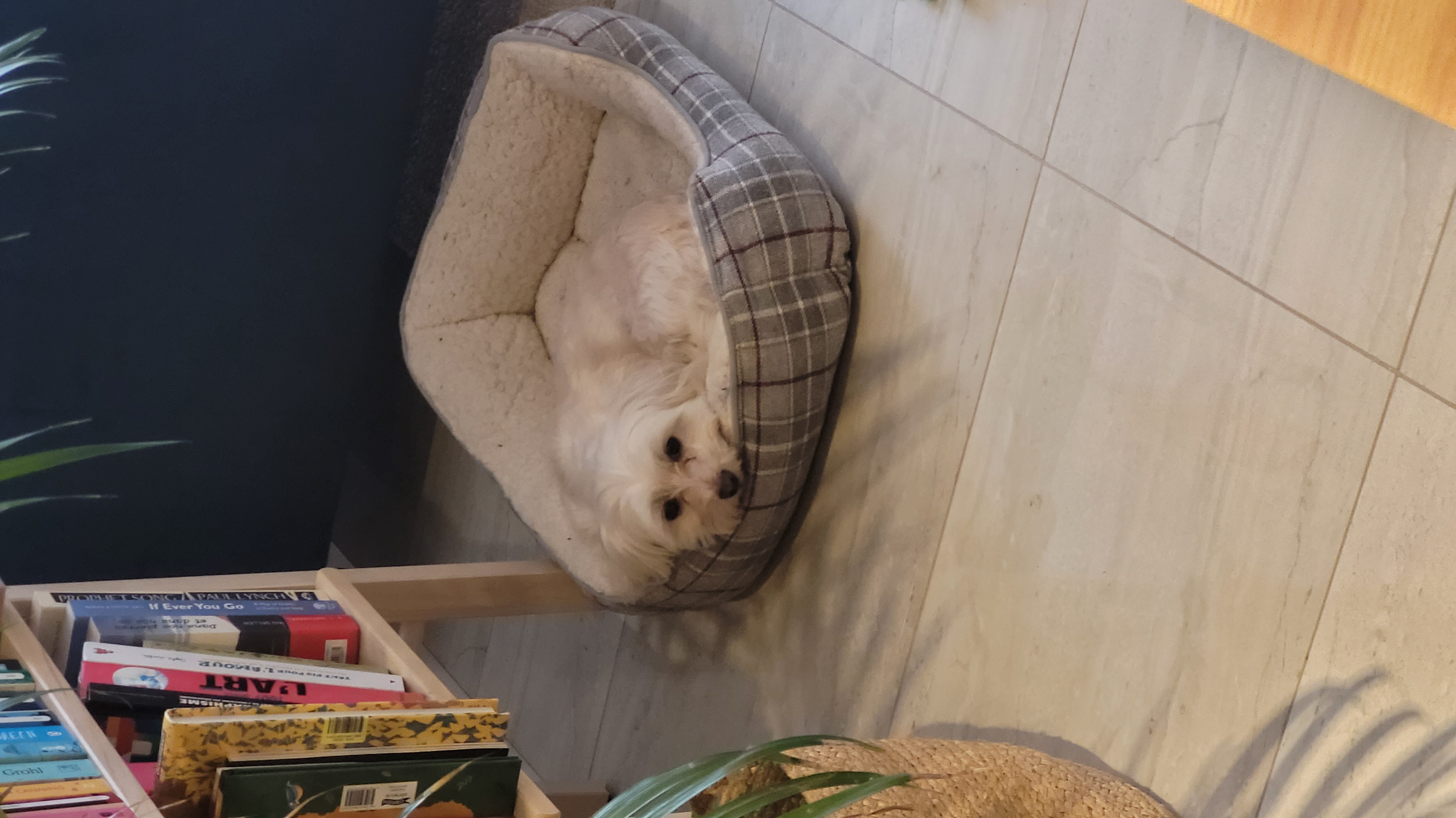 image-7