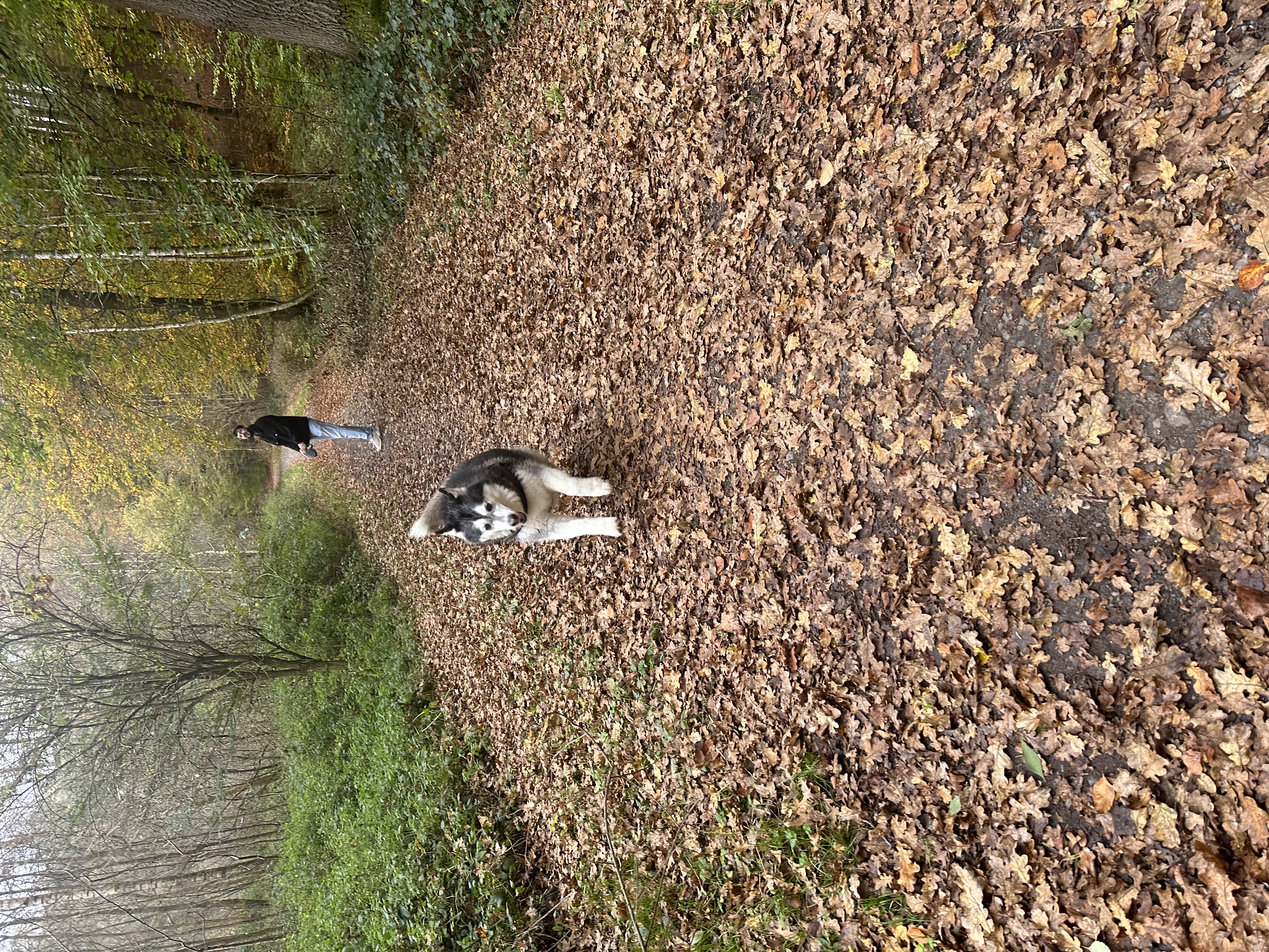 image-7