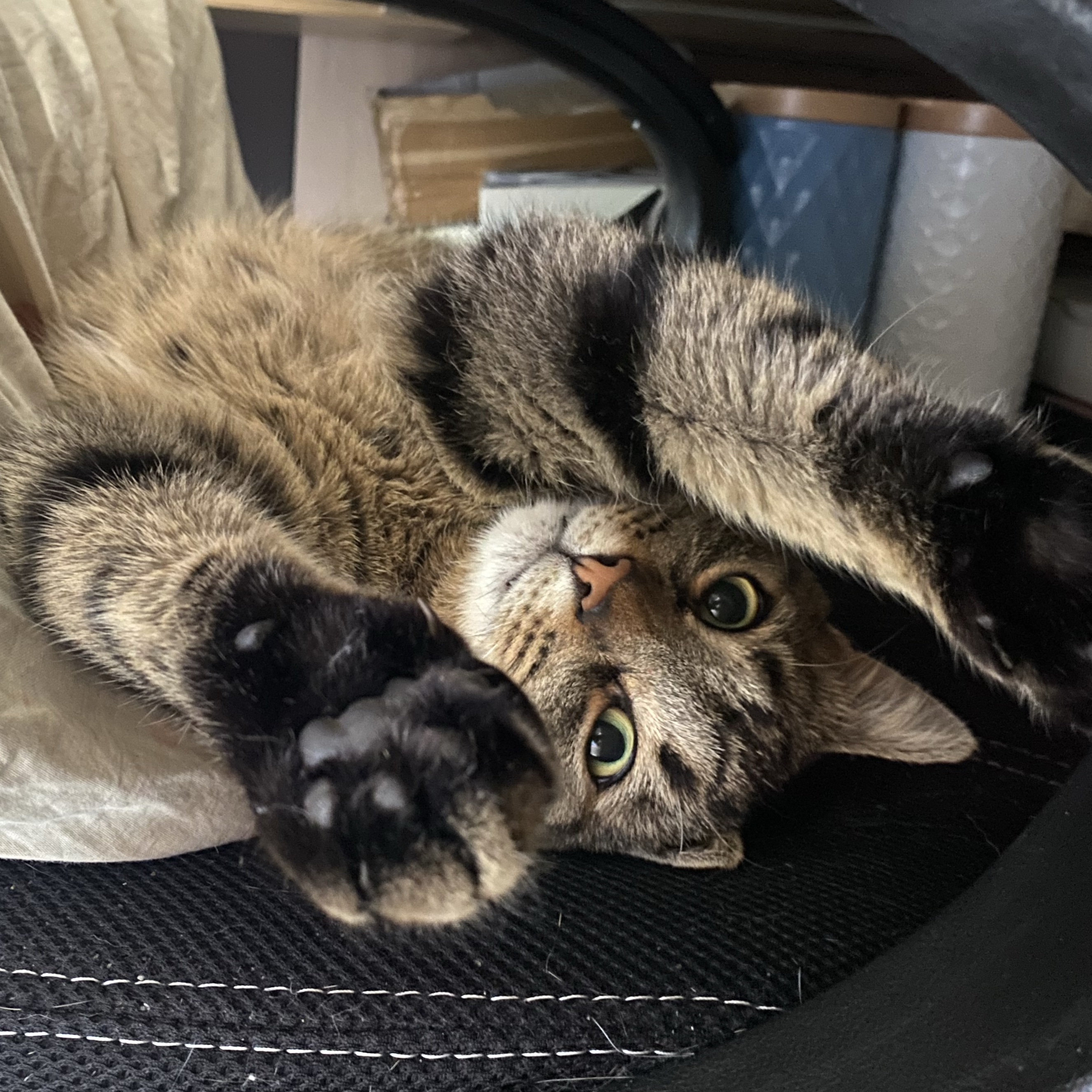 Simba