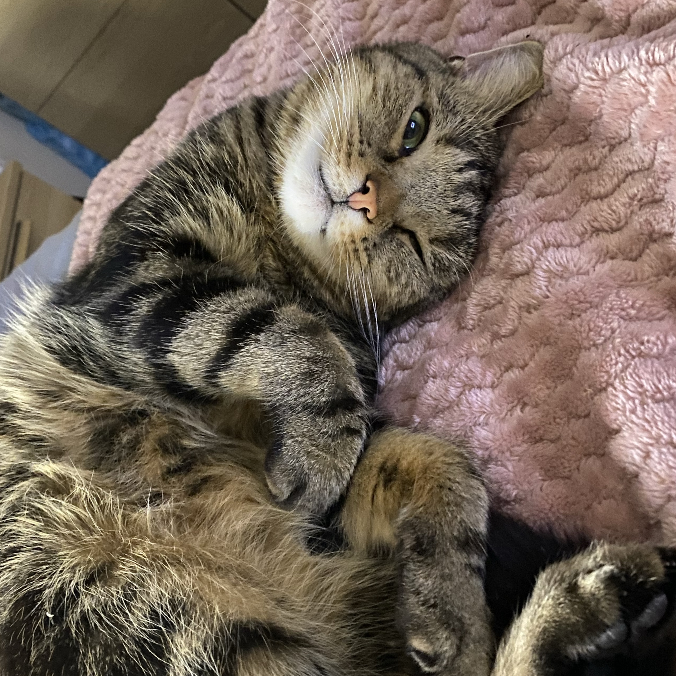 Mowgli