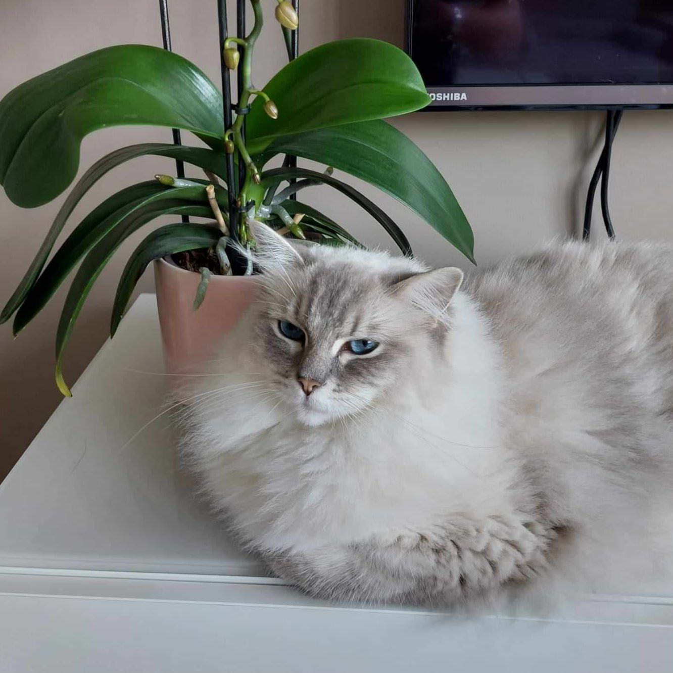 Misty
