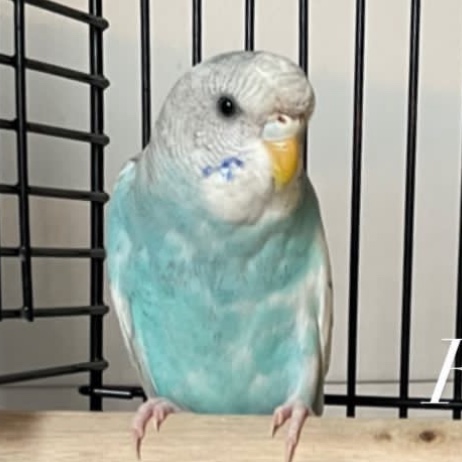 Zazou