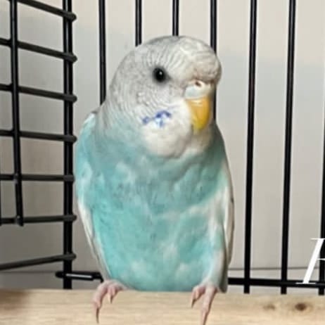Zazou