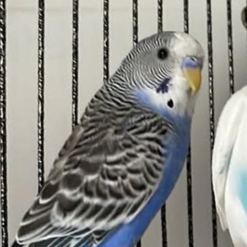 Albus 