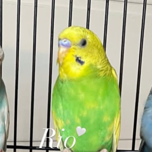 Rio