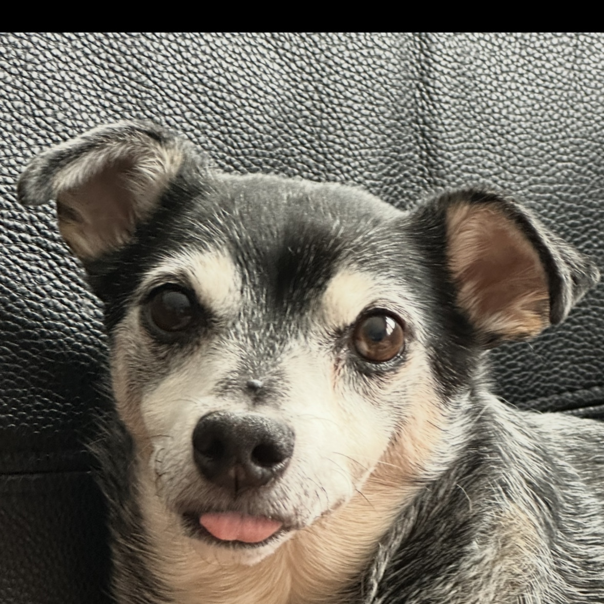 Zorro