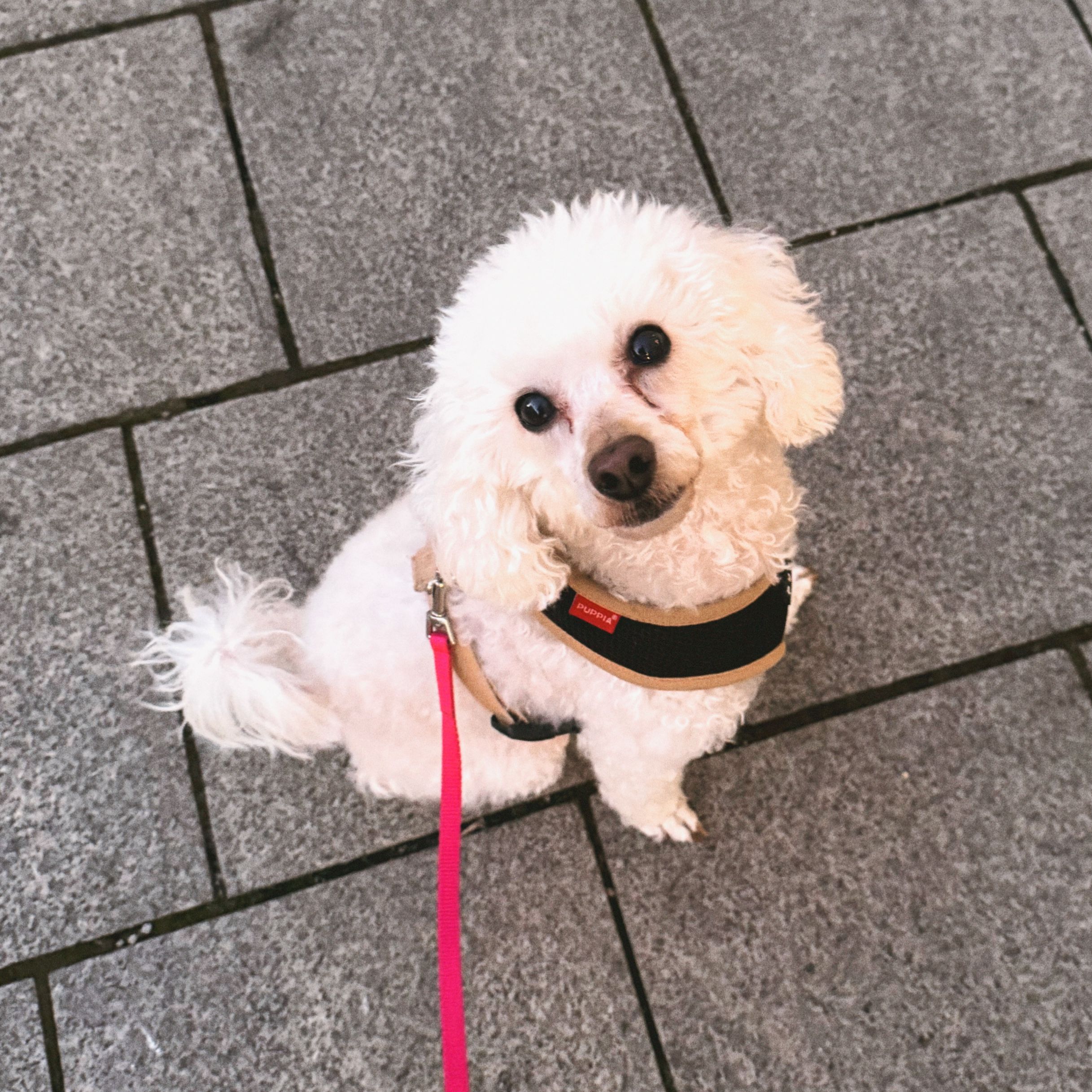Coco