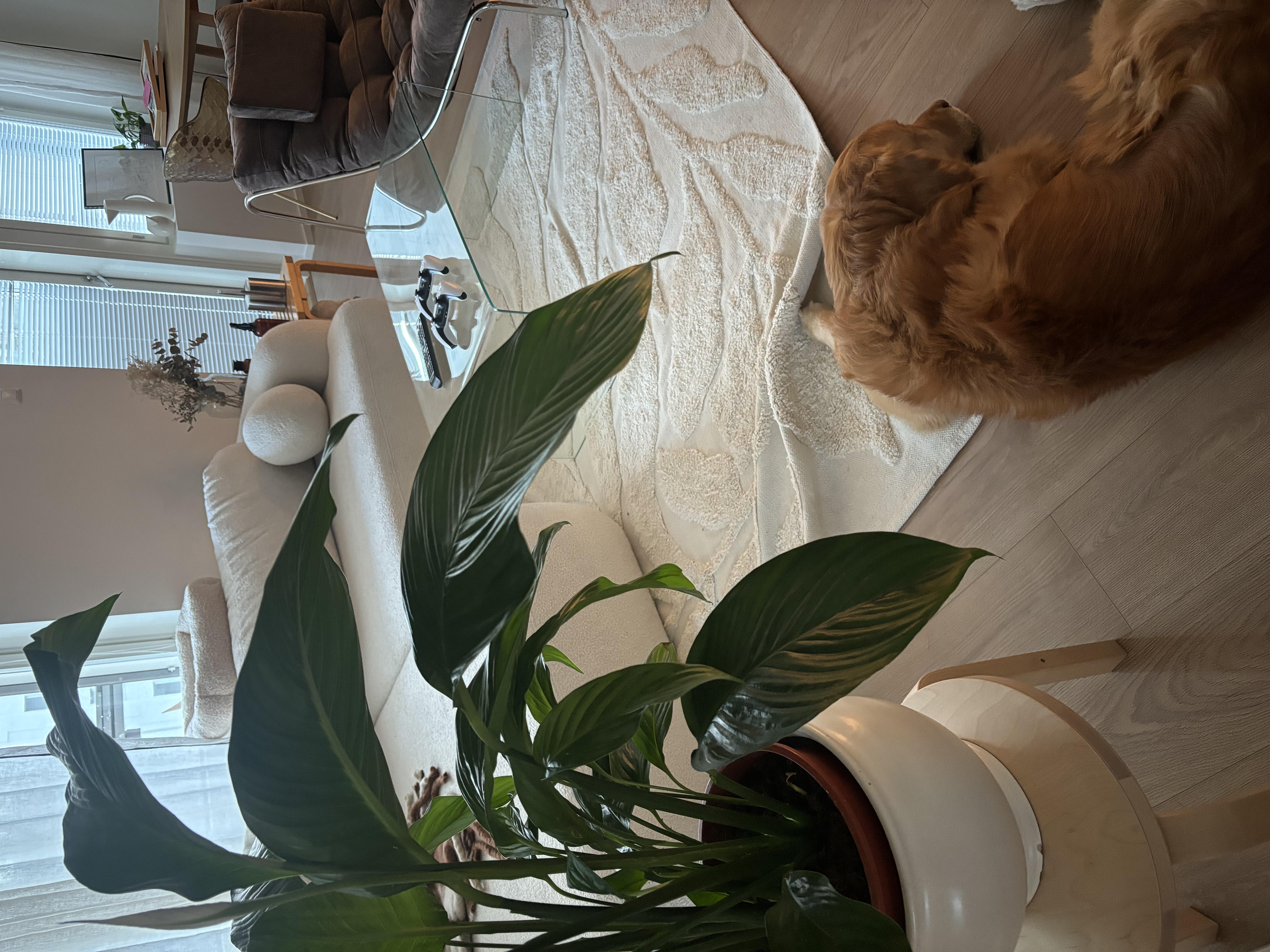image-17