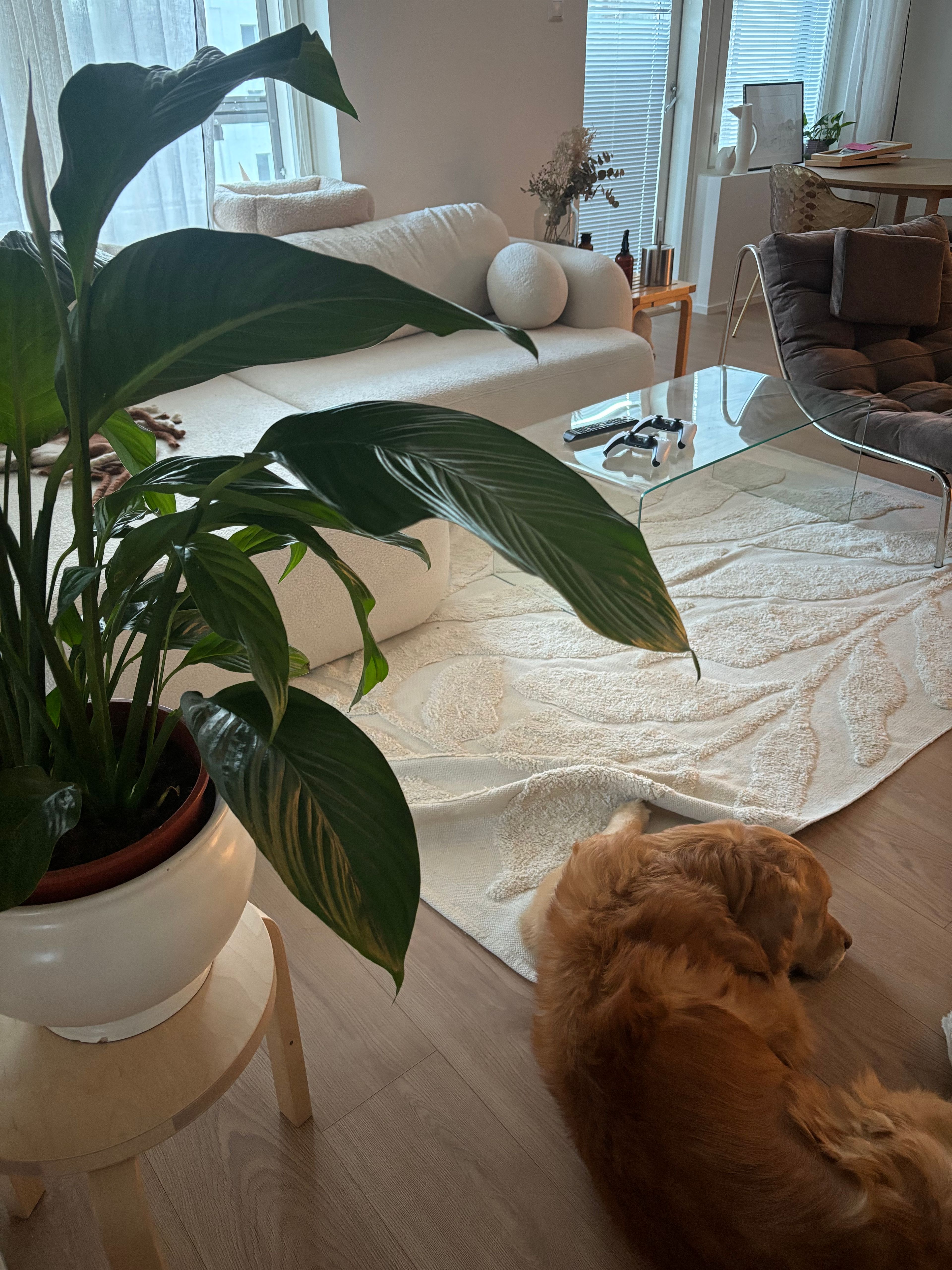 image-17