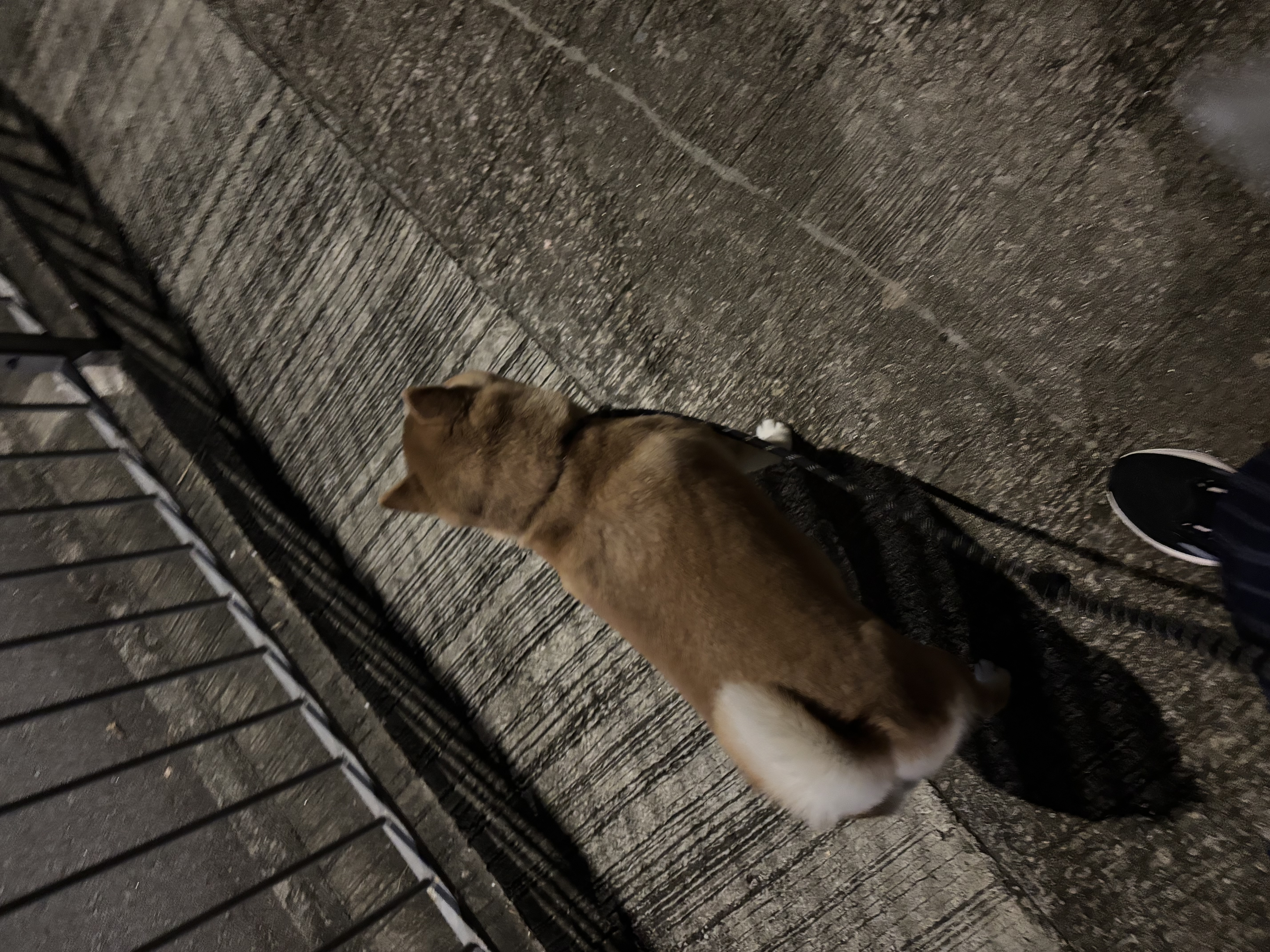 image-7