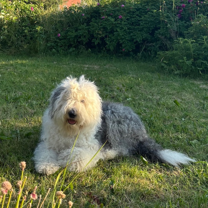Molli