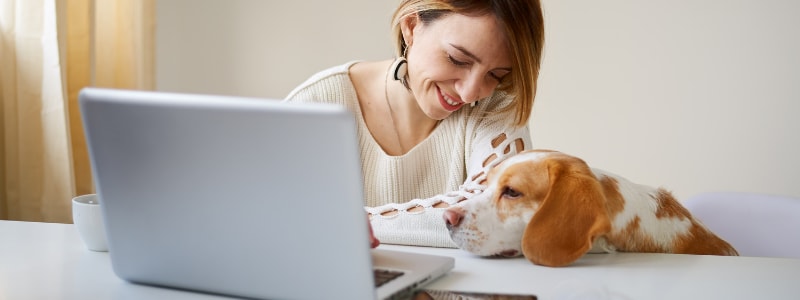 How does Pawshake work?