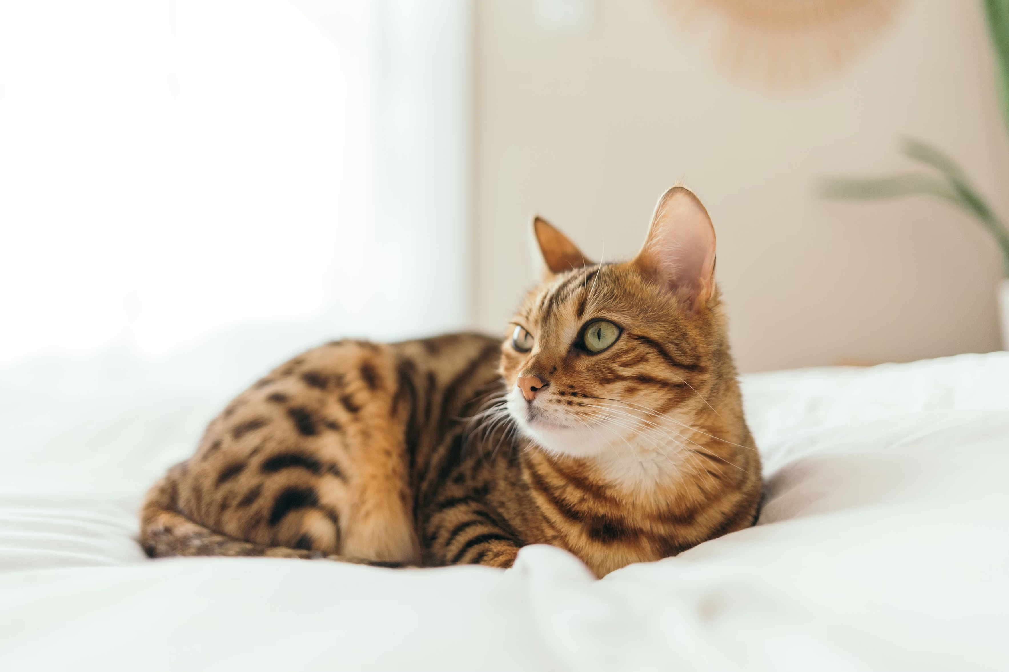 Kattenoppas