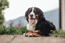 Hundepension